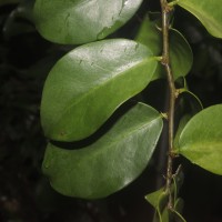 Pereskia